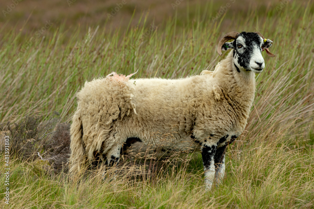 Close up of a Swaledale Ewe or female sheep in Summer. Facing front and stood in natural moorland habitat. Swaledale sheep are a breed native to North Yorkshire, UK. Copy space. Close up of a Swaledale Ewe or female sheep in Summer. Facing front and stood in natural moorland habitat. Swaledale sheep are a breed native to North Yorkshire, UK. Copy space.