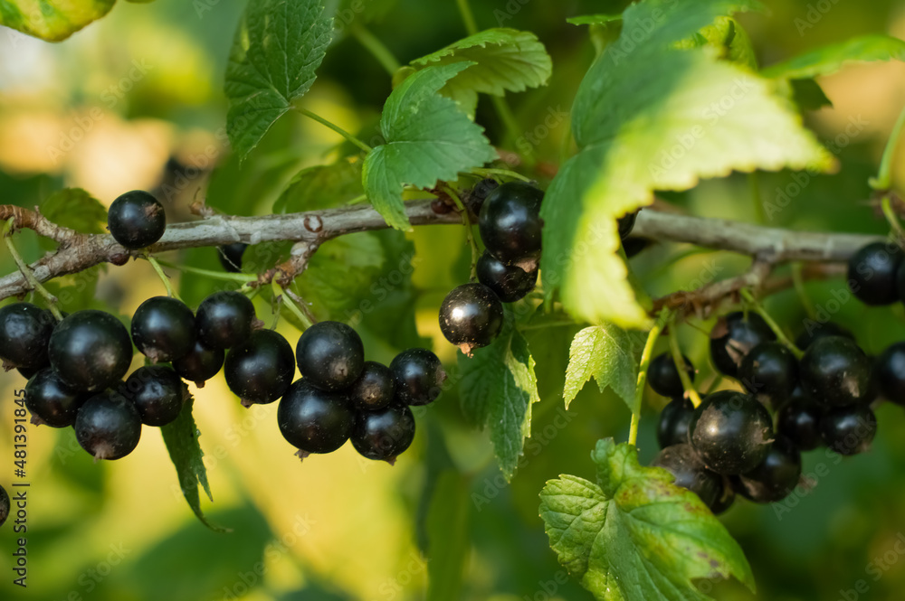 Blurred image of ripe currant berries on a branch against the background of leaves. Blurred image of ripe currant berries on a branch against the background of leaves.