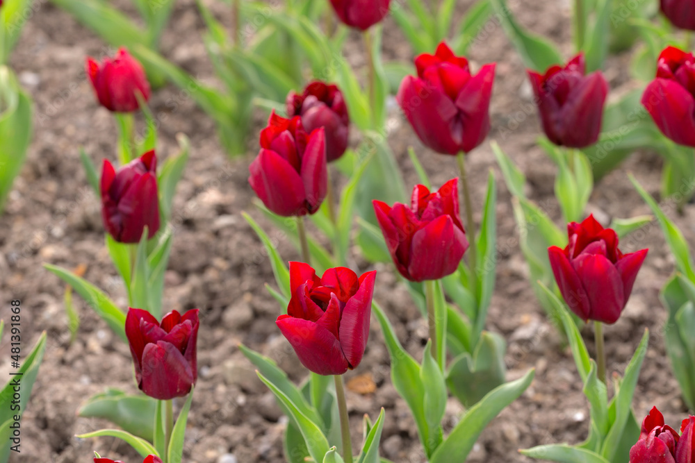 burgundy tulips in the spring burgundy tulips in the spring