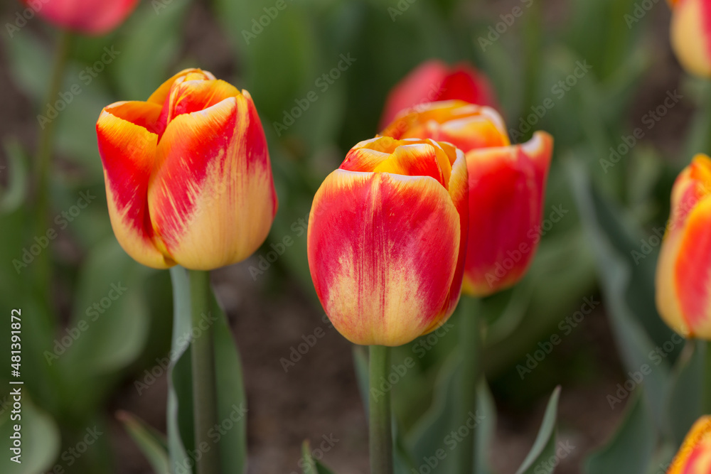 orange tulips close up orange tulips close up