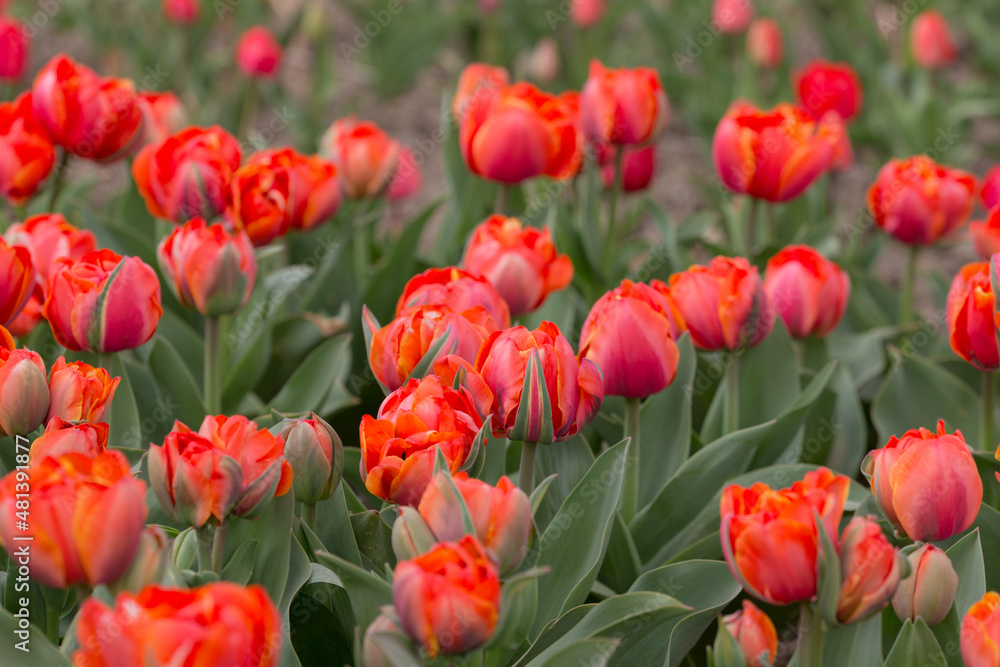 bright tulips in the spring garden