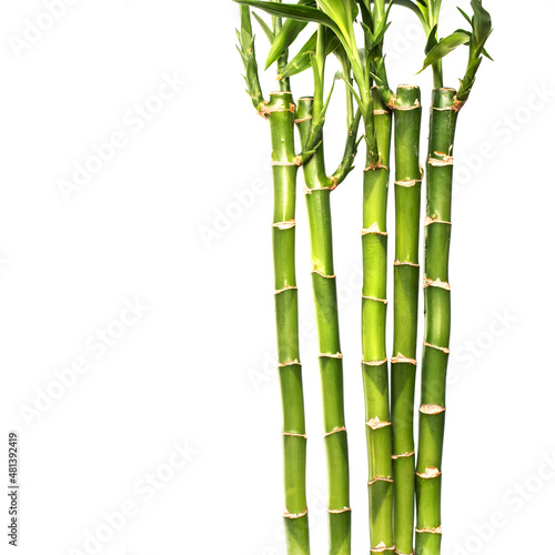 Obraz na płótnie Lucky bamboos isolated on white background with copy space