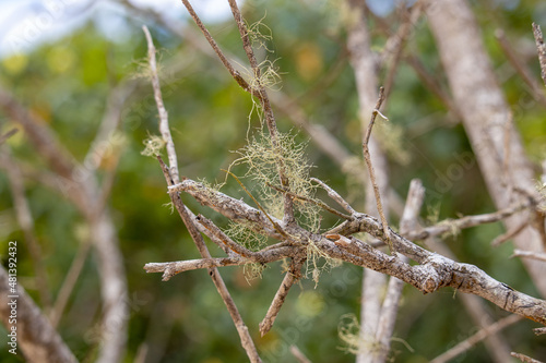 dry mosses clinging to branches in a mangrove area in Brazil - close up selective focus