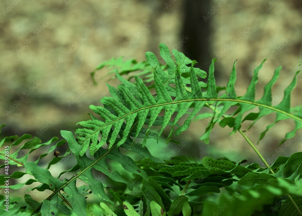 fern leaf in the forest fern leaf in the forest