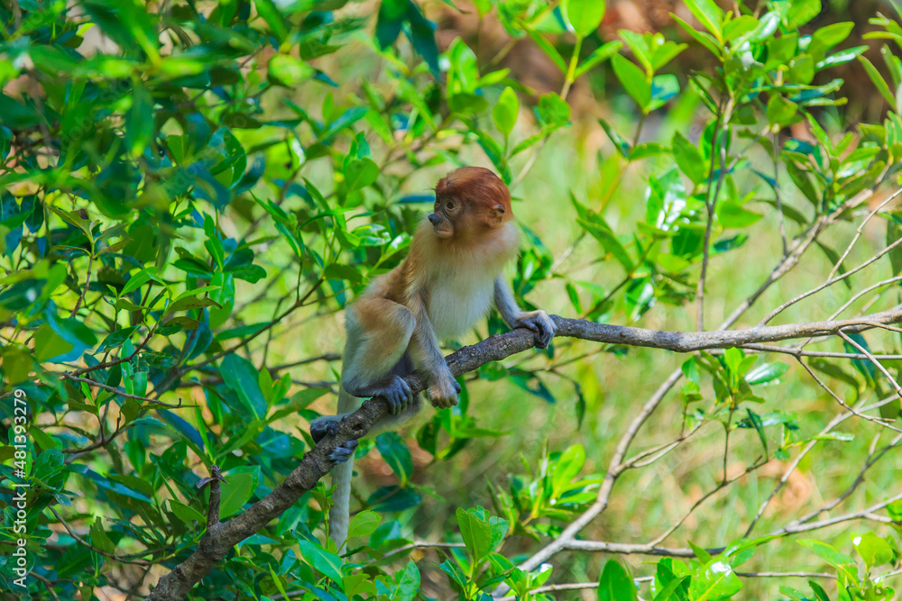 proboscis monkey or nasalis larvatus proboscis monkey or nasalis larvatus