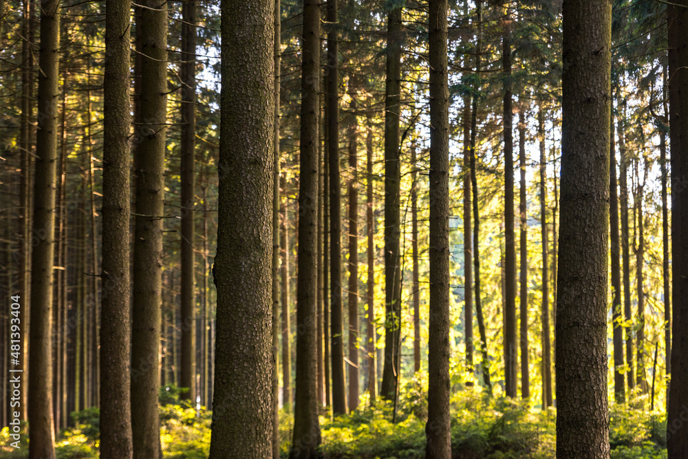 Fototapeta premium Sunrise in a forest in Germany