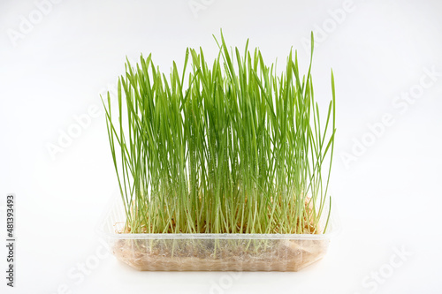 Wheat microgreens growing in a container at home