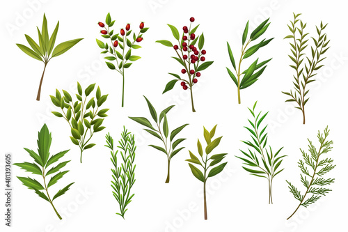 Herb or tree branches, realistic vector set