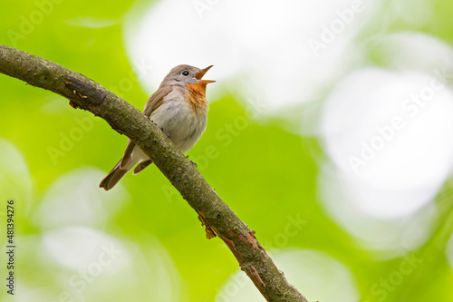 A male red-breasted flycatcher (Ficedula parva) singing loud in a green forest. photo