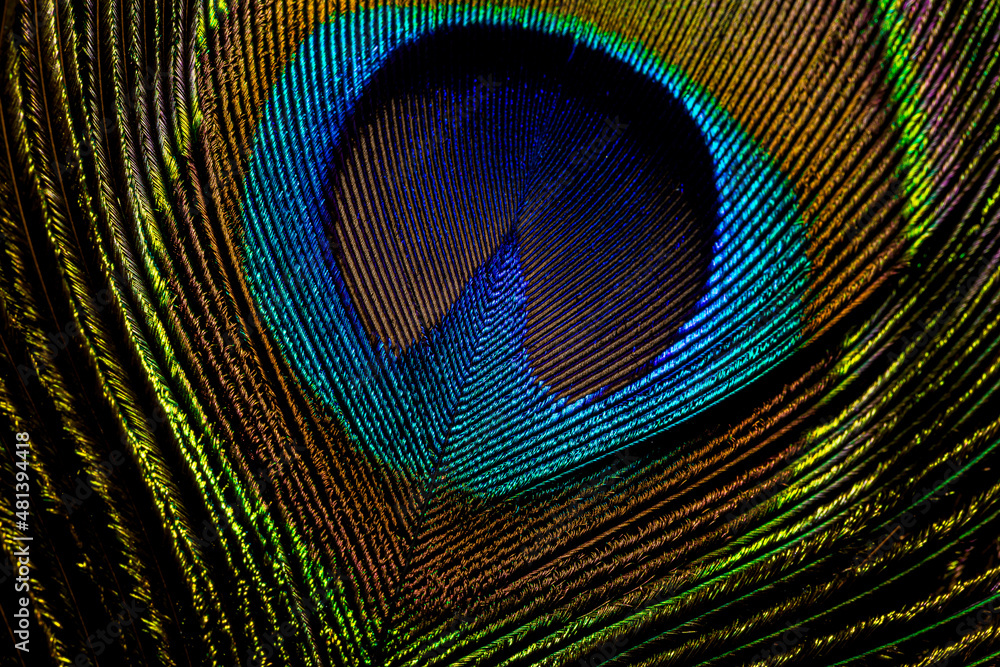 Fototapeta premium Colorful and Artistic Peacock Feathers. This is a macro photo of an arrangement of luminous peacock feathers