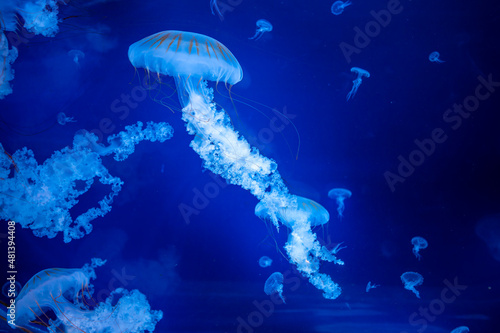 Beautiful jellyfish in the neon light in aquarium, nature background photo