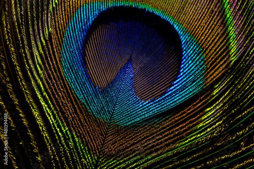 Colorful and Artistic Peacock Feathers. This is a macro photo of an arrangement of luminous peacock feathers