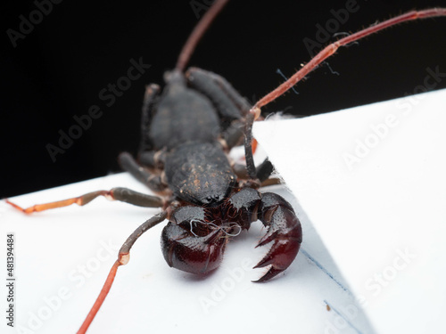 Close up shoot of Thelyphonida