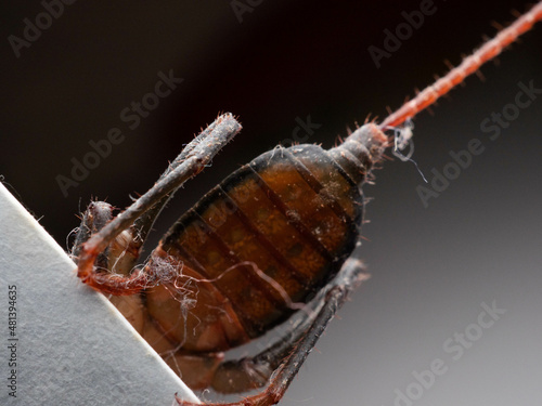 Close up shoot of Thelyphonida photo