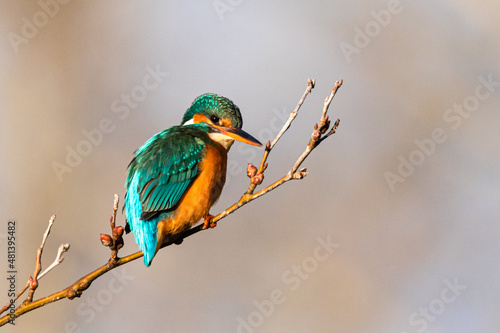 Common Kingfisher perched on a tree branch