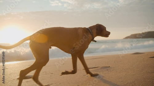 dog running on the beach