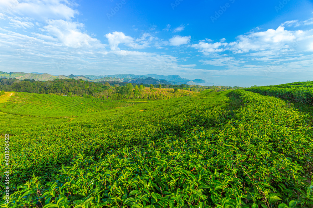 Tea plantation in the morning,Sunrise view of tea plantation landscape , Tea plantations in morning light