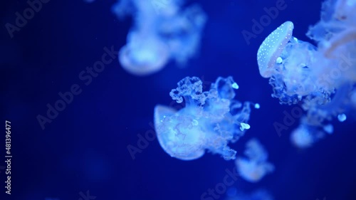 Beautiful jellyfish in the neon light in aquarium, nature background photo