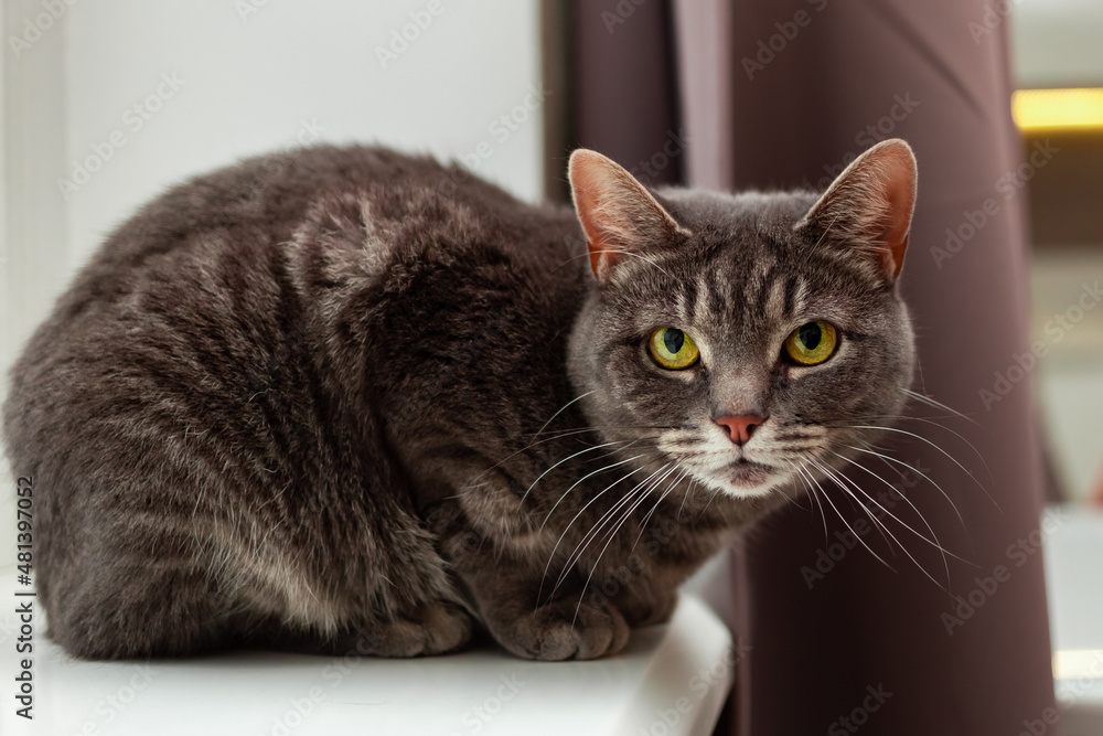 A beautiful gray cat with green eyes is sitting on the windowsill.