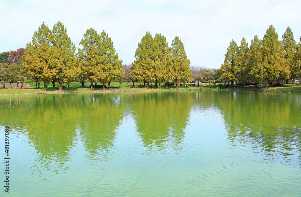 秋の公園の池とメタセコイアの木