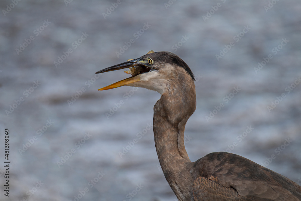 Great blue heron catches fish from a stream Great blue heron catches fish from a stream