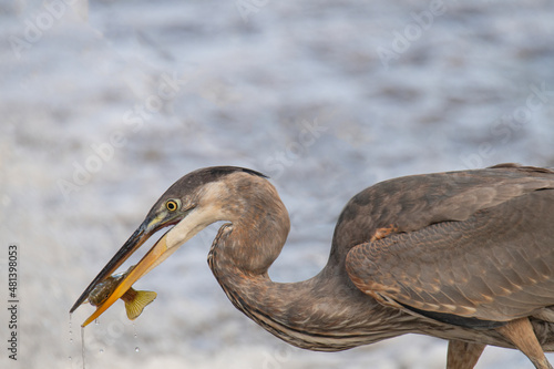 Great blue heron snatches up fish from a stream photo