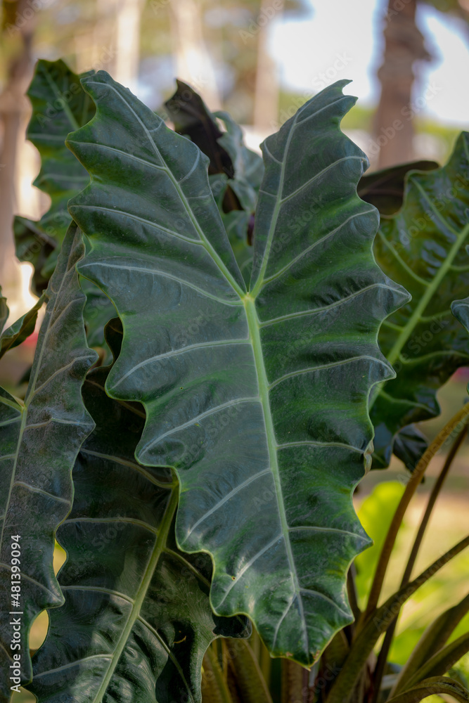 Selective focus of green leaves in the garden, Alocasia sanderiana commonly known as the kris plant or Sander's alocasia is a plant in the family Araceae, Nature background. Selective focus of green leaves in the garden, Alocasia sanderiana commonly known as the kris plant or Sander's alocasia is a plant in the family Araceae, Nature background.