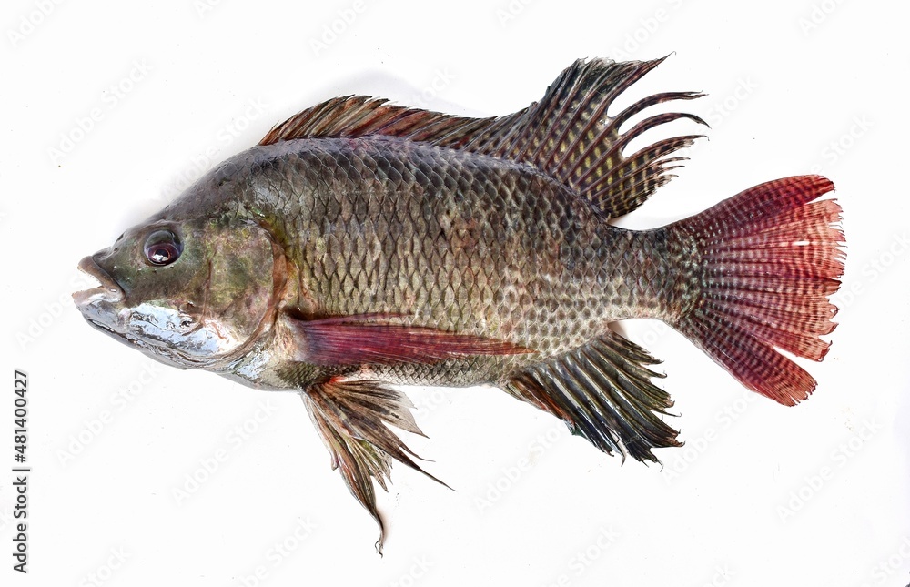 Fototapeta premium big fresh tilapia on a white background