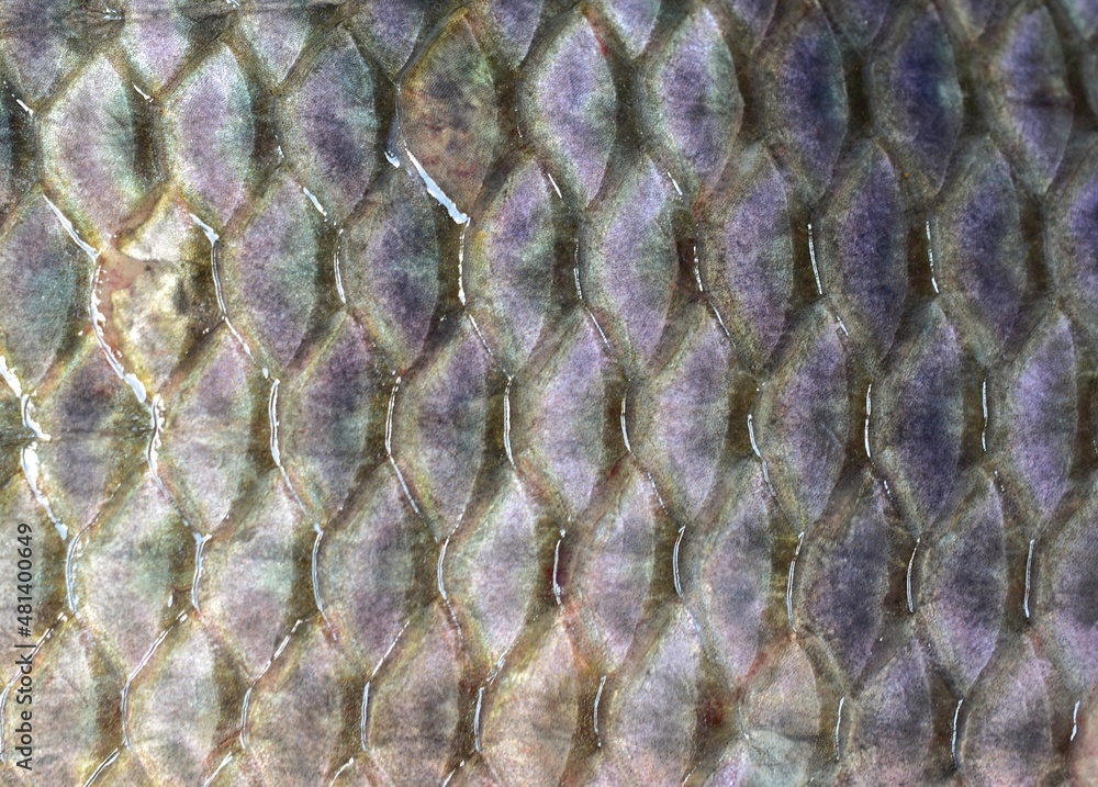 fish skin fish scale texture close-up abstract background Stock