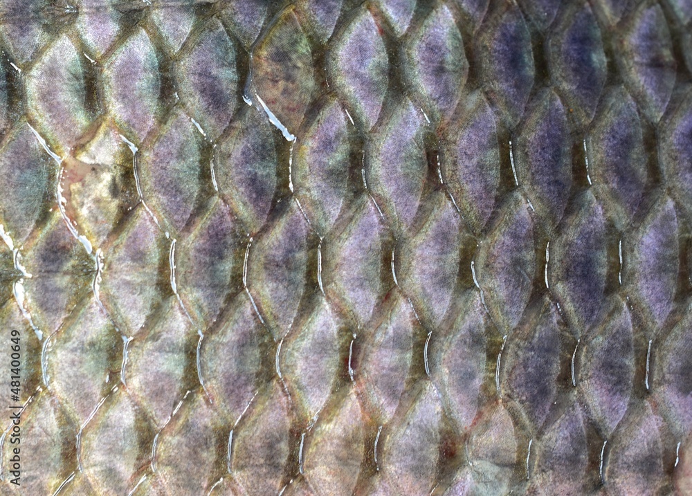 fish skin fish scale texture closeup abstract background foto de Stock