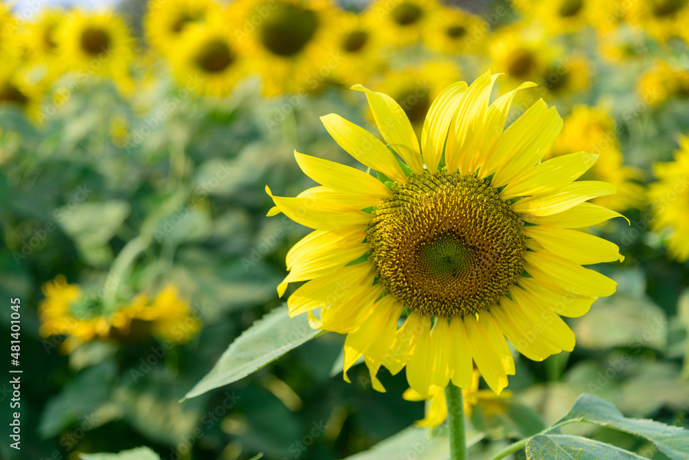 Fresh sunflower with blue sky in sunshine day