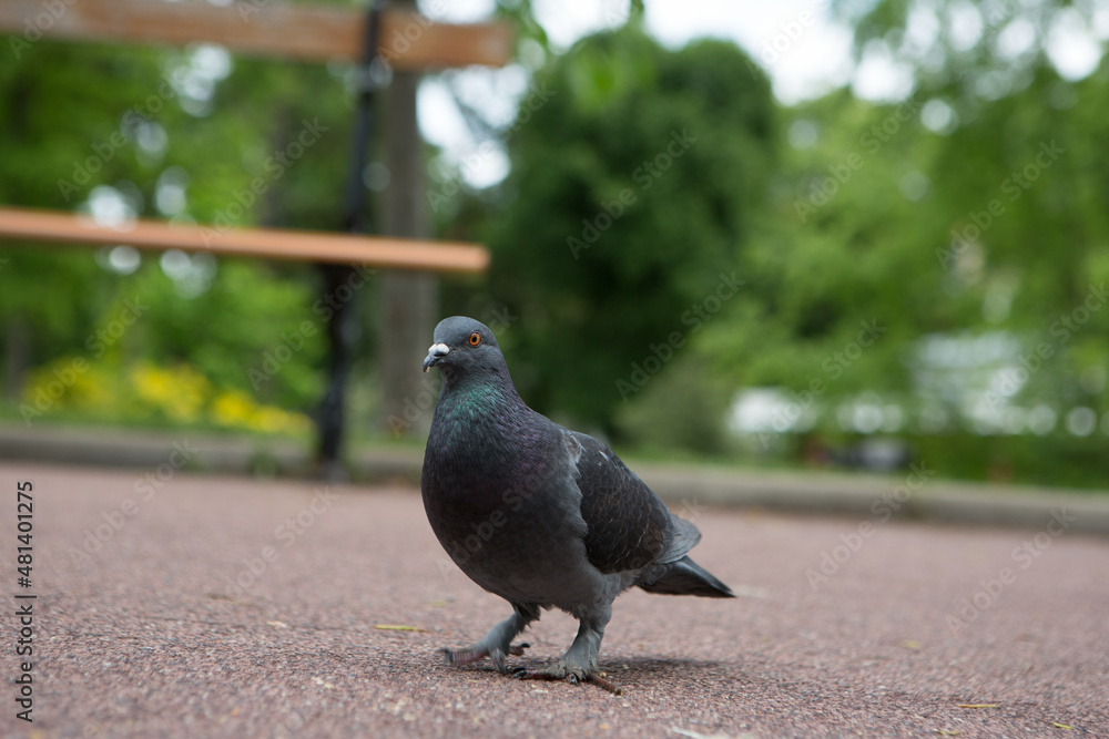 Obraz premium Pigeon posing