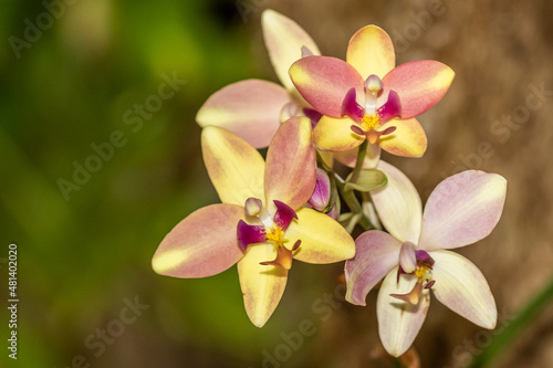 Orchid flower in red and yellow  Spathoglottis Berry Banana Sorbet  kimballiana x plicata 