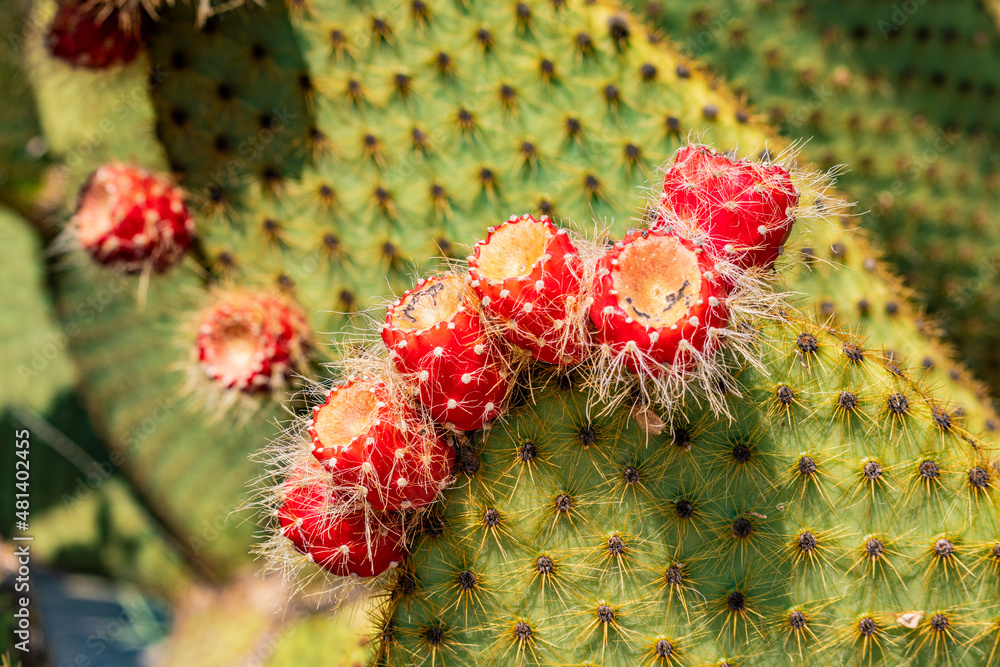 Fototapeta premium Close up, detail, of a cactus shovel, full of sharp thorns. Succulent plant in an ornamental garden. The red fruits born on the end of the branch. Concept of summer, heat, drought, resistance.