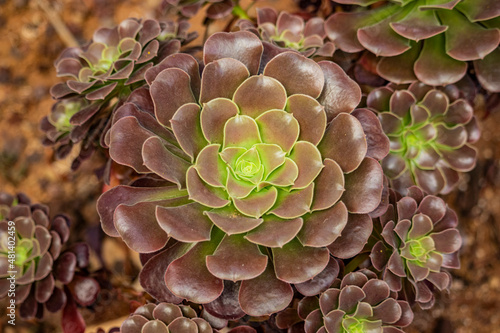 Close up of the succulent plant Aeonium arboreum, subtropical plants of the family Crassulaceae. Concentric brown and green leaves. Known as Irish Rose. Flower. photo