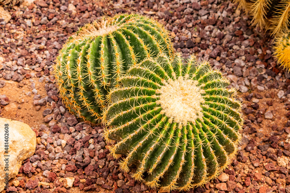 Two small twin spherical cacti, full of sharp thorns. Succulent plant in an ornamental garden, with gravel and rocks. Concept of summer, heat, drought, resistance. Two small twin spherical cacti, full of sharp thorns. Succulent plant in an ornamental garden, with gravel and rocks. Concept of summer, heat, drought, resistance.