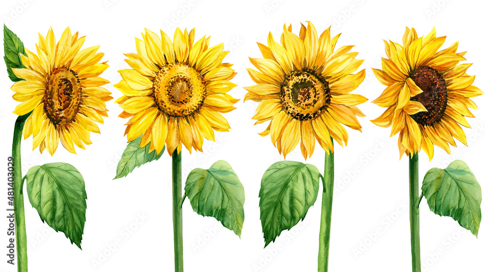 Naklejka premium Set sunflowers on isolated white background, Watercolor illustration, Botanical painting