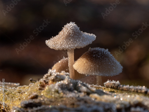 Frozen mushrooms in winter time close up frost and moss