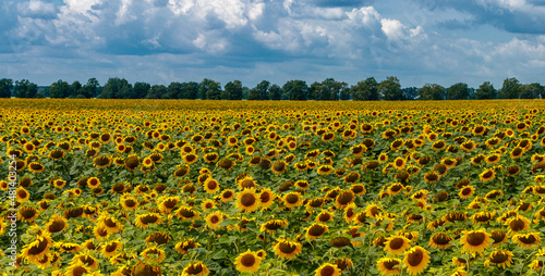 Beautiful field of yellow sunflowers on a background of blue sky with clouds