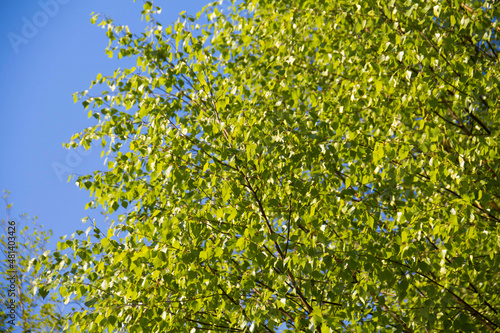 Green tree, birch, in the forest against the blue sky