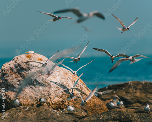 Terns flying around rock in Newport, Rhode Island