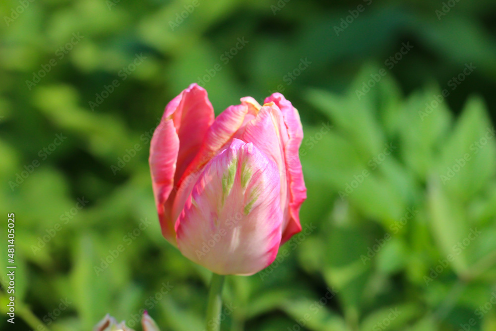 Close-up of of a pink tulip in the garden with selective focus