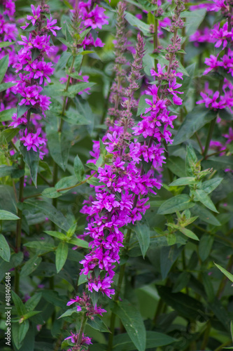 Legada de la primera  colores intensos de flores de diferentes partes del mundo