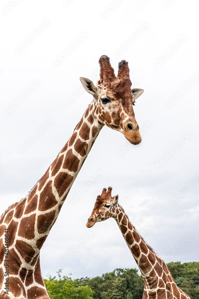 Naklejka premium Inquisitive giraffes at Yorkshire Wildlife Park near Doncaster, South Yorkshire UK