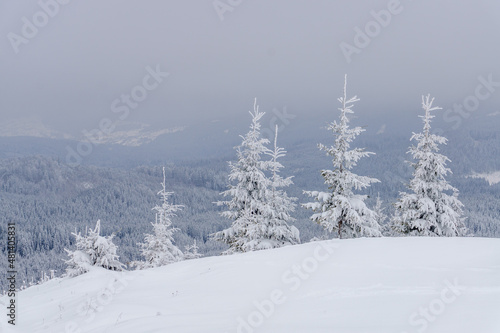 Fir trees covered with hoarfrost and snow in mountains.