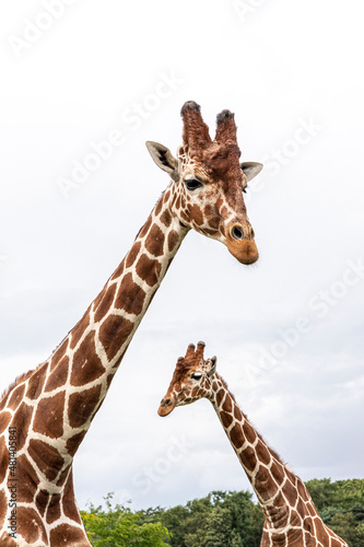 Inquisitive giraffes at Yorkshire Wildlife Park near Doncaster, South Yorkshire UK