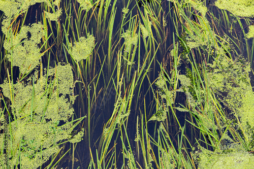 Reeds and pond weed growing in the River Torne near Doncaster  Yorkshire UK