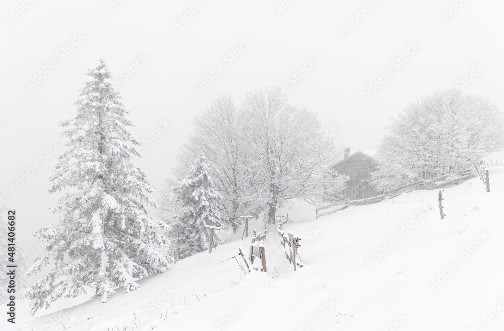 Fototapeta premium forêt des Vosges en hiver