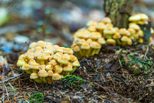 Several groups of Sulfur tuft (Hypholoma fasciculare) mushrooms in a forest near Nunspeet, The Netherlands photo