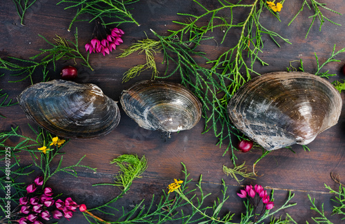Clams in rustic and organic background
